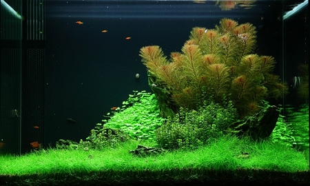 aquarium plants